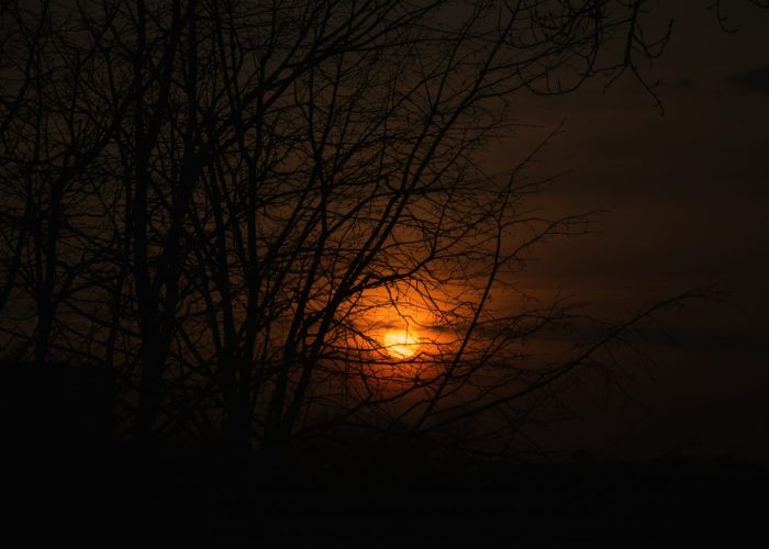 setting sun behind tree branches