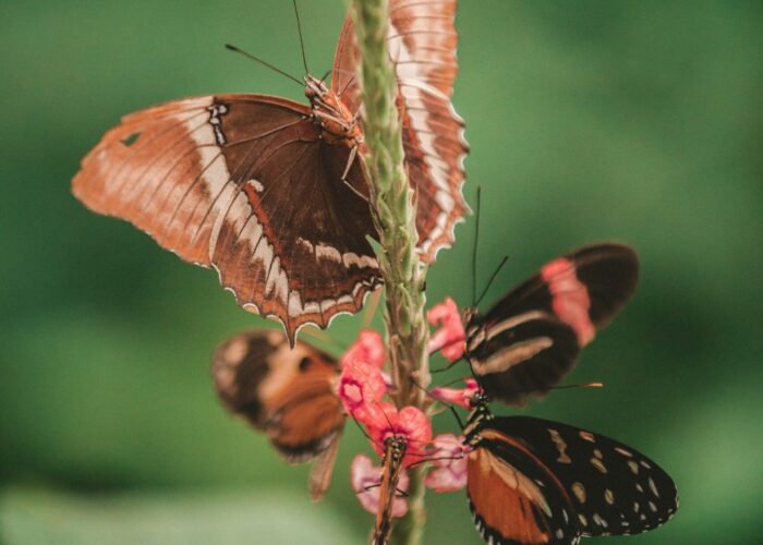 Butterflies with brown and orange wings perched on a pink flower against a green blurred background.