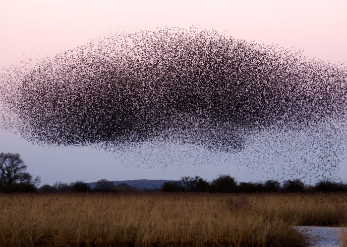 swarm above field