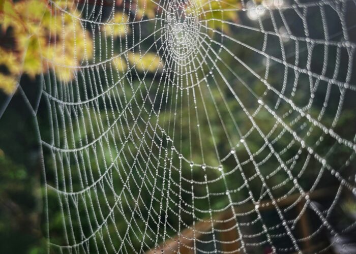A spider web with dewdrops is strung between green leaves on a misty morning.