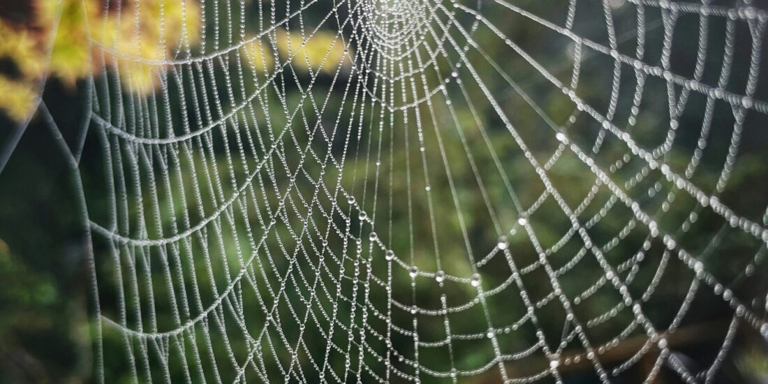A spider web with dewdrops is strung between green leaves on a misty morning.