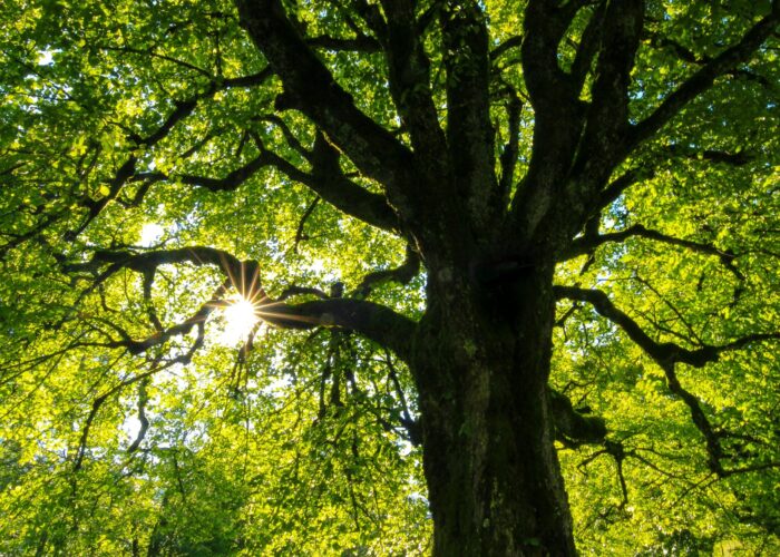 Sunlight filters through a lush tree canopy with sprawling branches.