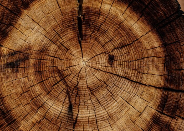 Close-up of a tree trunk cross-section showing concentric growth rings and radial cracks in varying shades of brown.