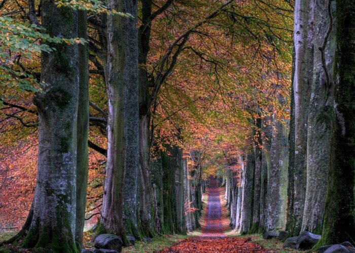 A scenic forest path with tall trees and a carpet of autumn leaves.