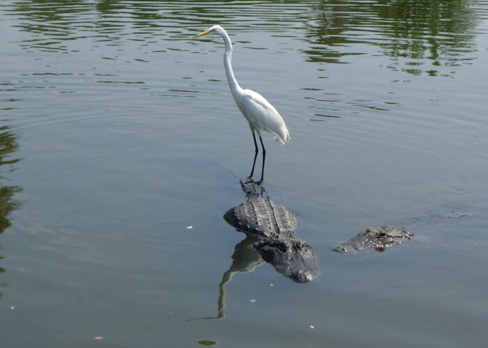A white egret stands on the back of an alligator in a calm body of water.