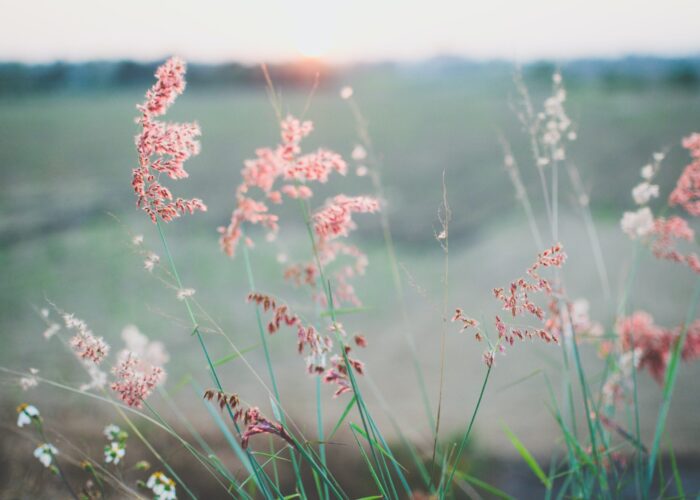 Pink wildflowers sway gently in a field at sunset, with the sky softly glowing in the background.