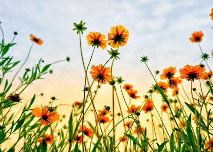 Yellow-orange wildflowers and green stems against a soft blue and yellow sky, viewed from below.