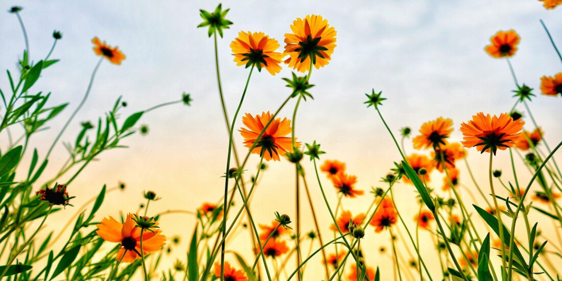 Yellow-orange wildflowers and green stems against a soft blue and yellow sky, viewed from below.