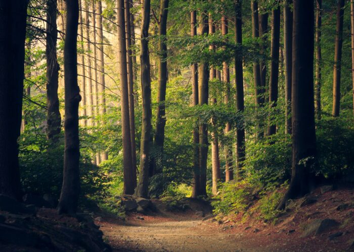 A sunlit forest path winds through tall trees and dense green foliage.