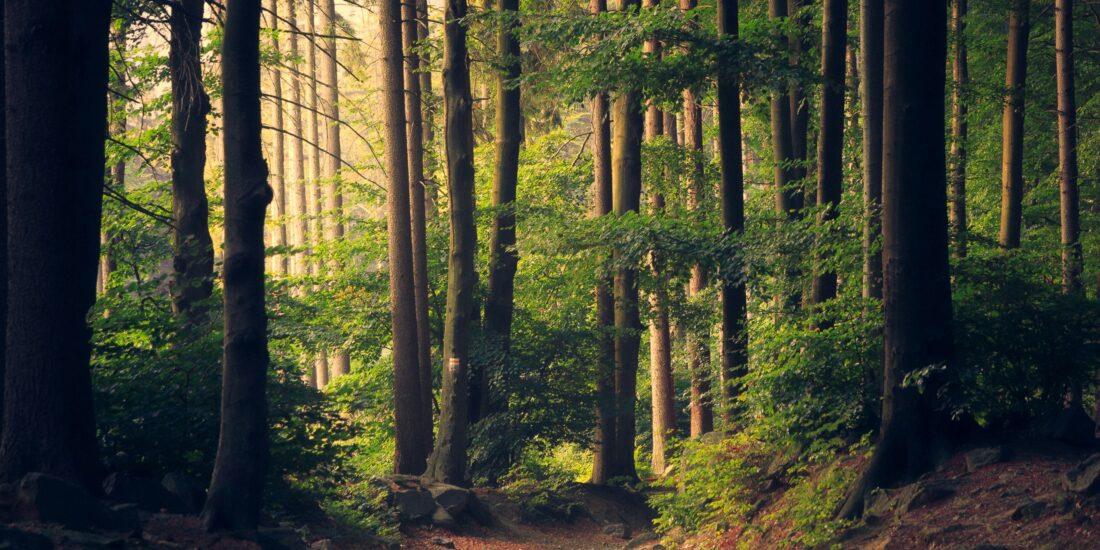 A sunlit forest path winds through tall trees and dense green foliage.