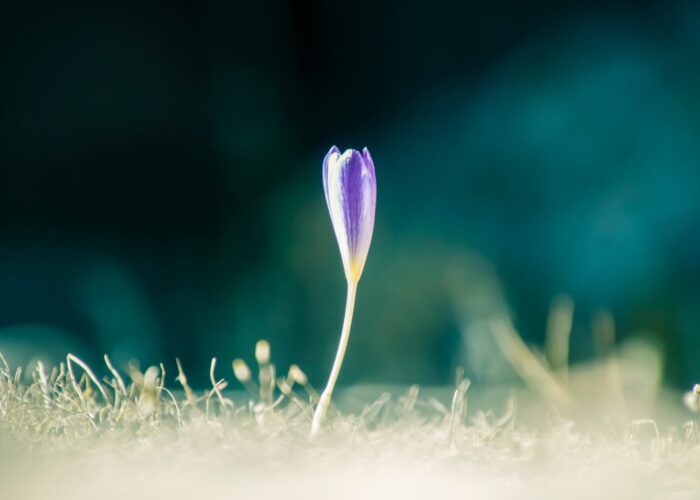 A single purple crocus flower blooming on a grassy field against a blurred dark background.