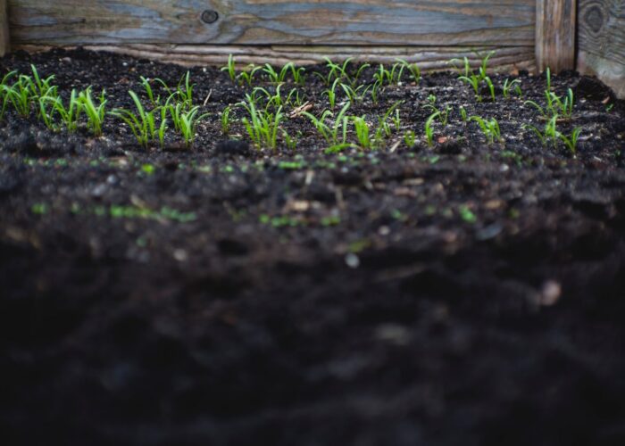 dark soil with a little grass growing