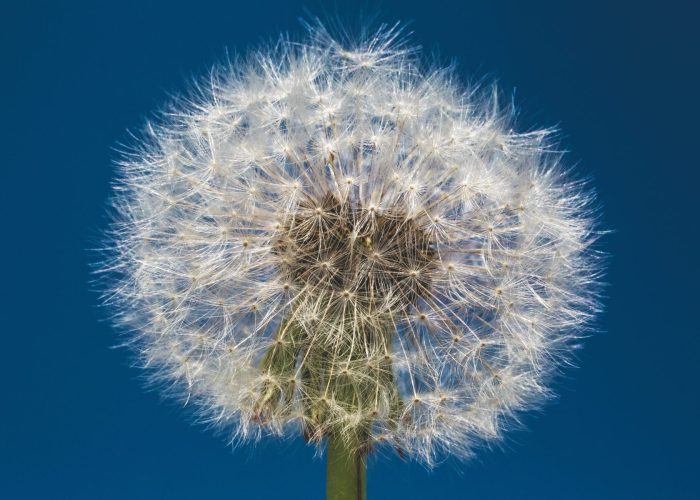 close-up of white dandelion against blue background