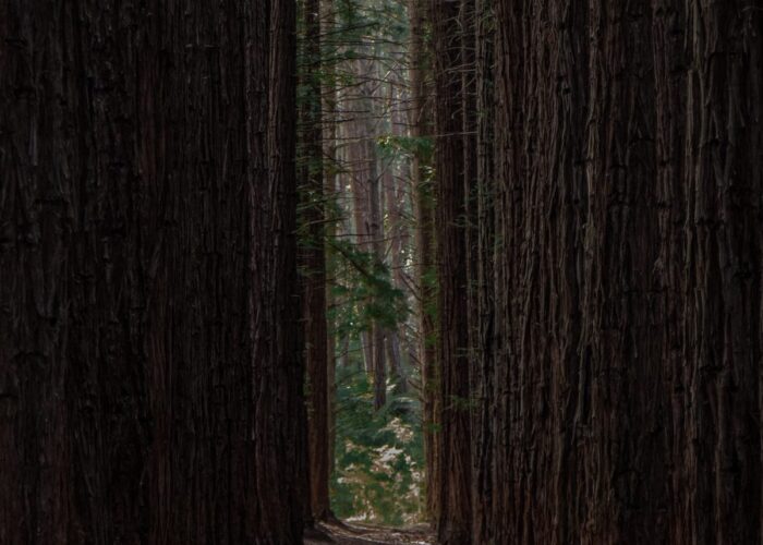 obstructed view of woods