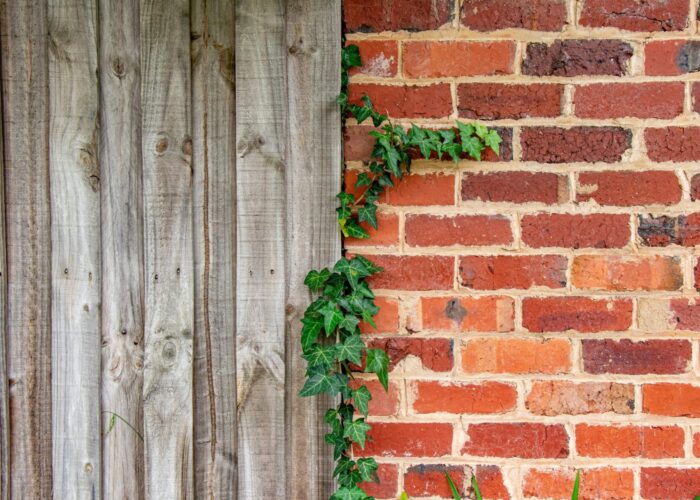 vine growing between wood fence and brick wall