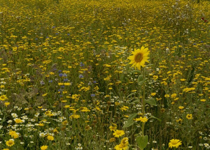 A field of yellow wildflowers with a lone sunflower standing tall among them.