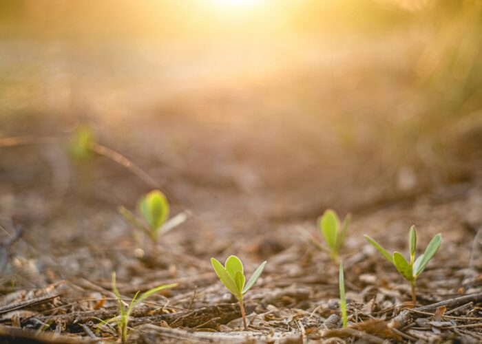 Small green seedlings sprouting from soil in sunlight with a soft, golden background.
