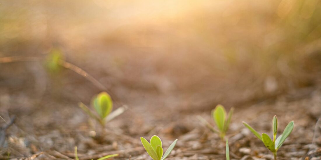 Small green seedlings sprouting from soil in sunlight with a soft, golden background.