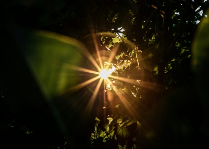 Sunlight shines through dense green leaves, creating a bright starburst effect against a dark backdrop.