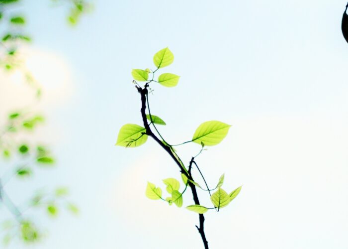 small branches and leaves, bright blue sky