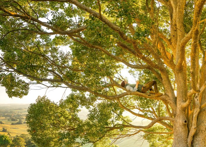 A person relaxes on the branch of a large, sunlit tree overlooking a scenic countryside landscape.