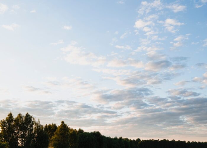 A field of green wheat under a blue sky with scattered clouds, bordered by a line of trees in the distance.
