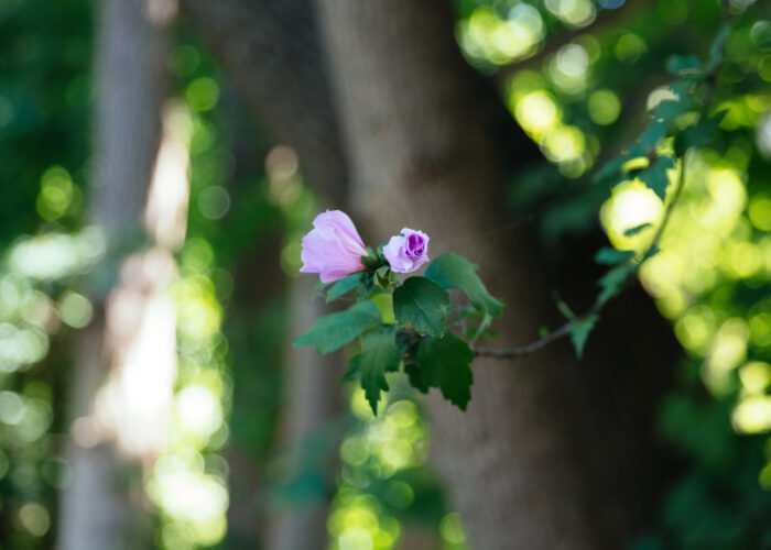 A close-up of a pink flower blooming on a branch with a blurred green forest background.