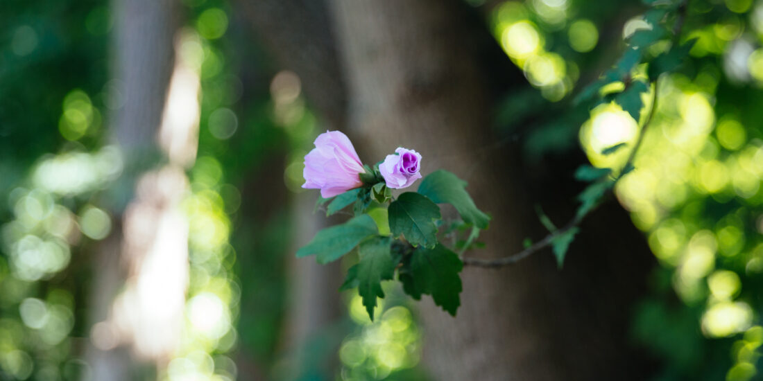 A close-up of a pink flower blooming on a branch with a blurred green forest background.