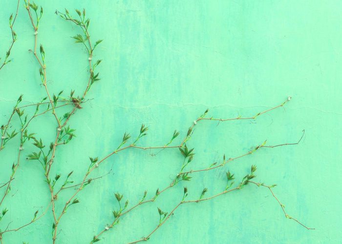 Green vines growing across a pastel green wall.