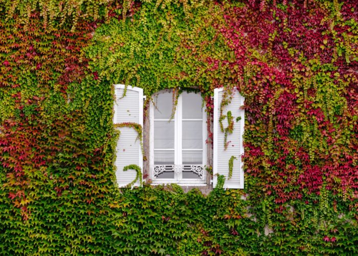 ivy-covered wall with window in center