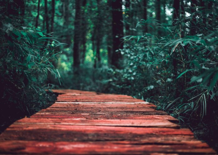 A narrow wooden path leads through a lush, green forest.