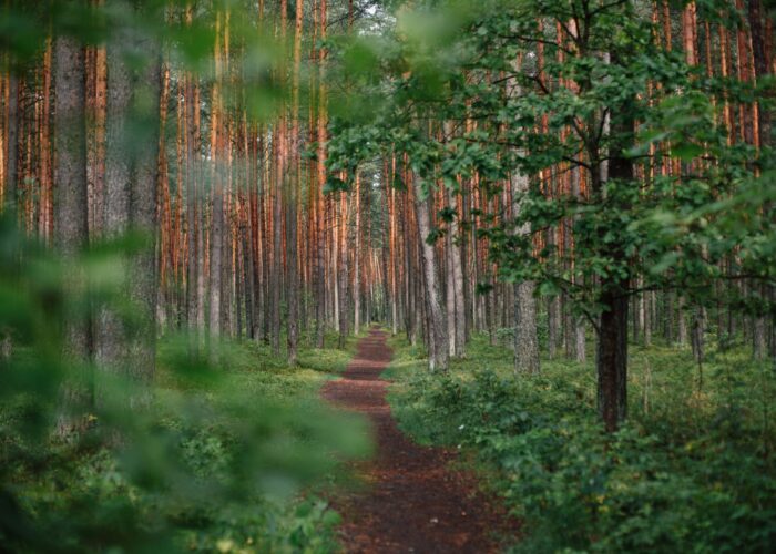 A narrow dirt path winds through a lush green forest with tall, straight trees.