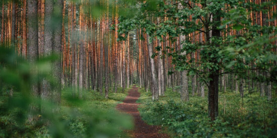 A narrow dirt path winds through a lush green forest with tall, straight trees.